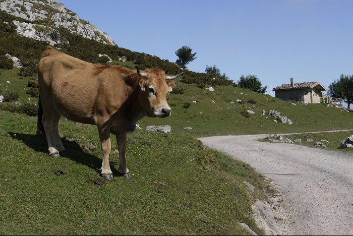 Una vaca precavida